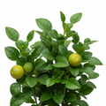 Bergamot herb