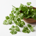 cilantro leaf