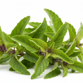 Tulsi leaf ( holy basil)